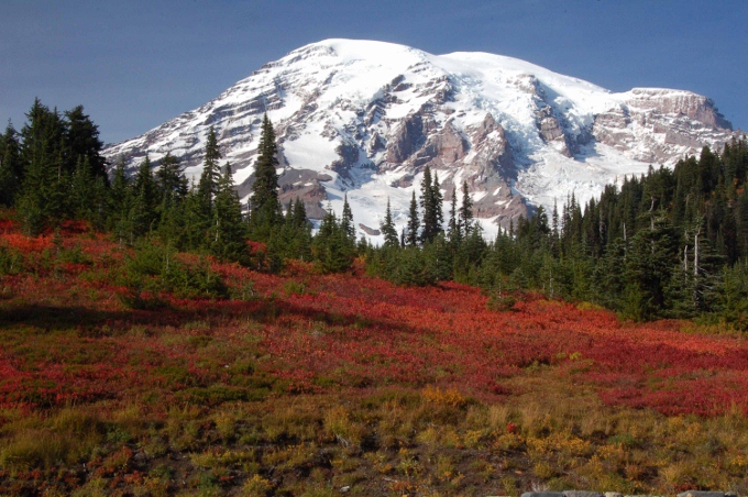 Snow-covered Mt. Ranier with red ground cover in foreground
